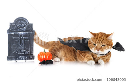 ginger cat and halloween 106842003