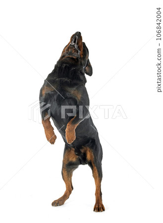 rottweiler in studio 106842004