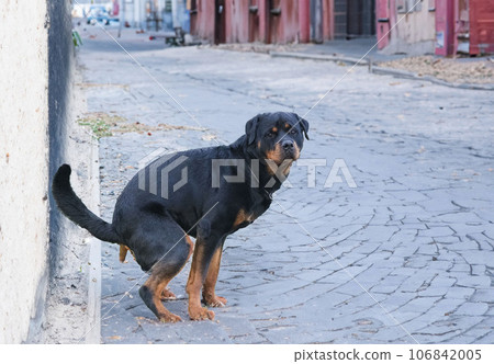 rottweiler defecate in town 106842005