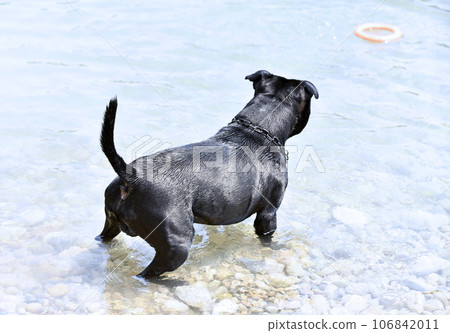 staffie swimming in river staffie swimming in river 106842011