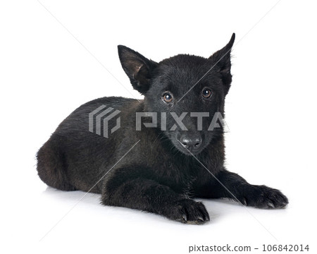 young Schipperke in studio 106842014