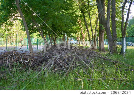 A pile of dried unnecessary tree branches after pruning, garden cleaning A pile of dried unnecessary tree branches after pruning, garden cleaning 106842024