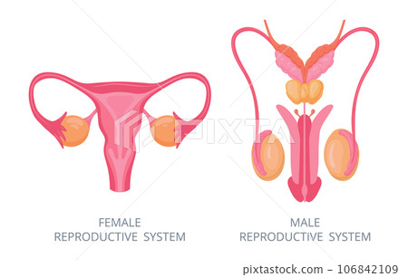 Human reproductive system. Male and female internal genitals, human body anatomy flat vector illustration. Biology education scheme with reproductive organs 106842109