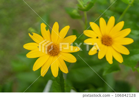 菊芋的黃色花類似於菊芋，特寫 106842128