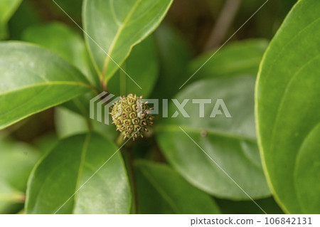 The bulging fruit of the Gabi dogwood tree, which comes from the word moth eyebrows, which means beautiful eyebrows or beauty. 106842131