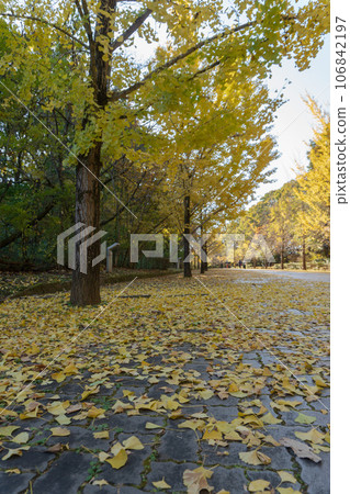 秋天的銀杏樹的黃色落葉【秩父繆斯公園】埼玉縣 106842197