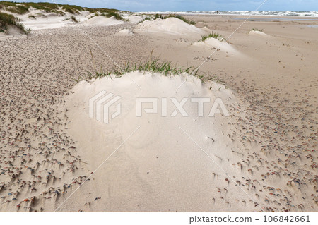 Detail of blown sand on a wild beach of the Baltic coast, Poland 106842661