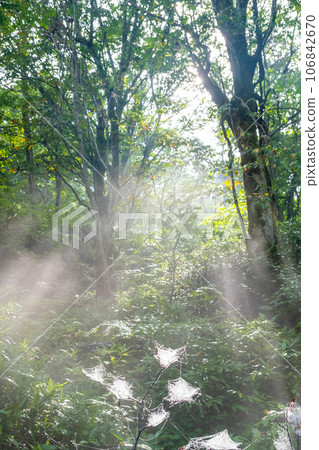 The morning sun shining into the forest The morning sun shining into the forest 106842670