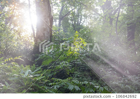 The morning sun shining into the forest The morning sun shining into the forest 106842692