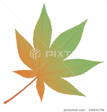 Illustration of green maple leaves Illustration of green maple leaves 106842706