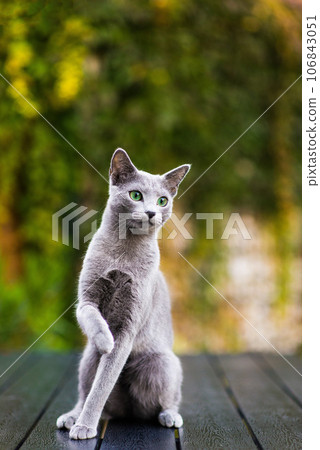 Beautiful domestic gray or blue British short hair cat with blue green eyes on a wooden background 106843051