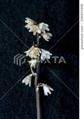 Koyaburan, Oshino Village, close-up with pale white flowers blooming on the ground in a dark forest Koyaburan, Oshino Village, close-up with pale white flowers blooming on the ground in a dark forest 106843406