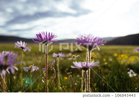 Tatarian Aster flowers blooming in high altitude grassland, China Tatarian Aster flowers blooming in high altitude grassland, China 106843443