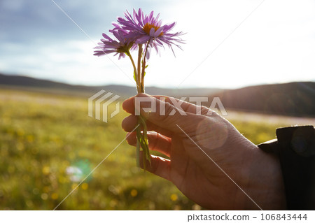 Tatarian Aster flowers blooming in high altitude grassland, China Tatarian Aster flowers blooming in high altitude grassland, China 106843444