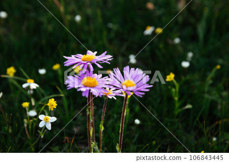 Tatarian Aster flowers blooming in high altitude grassland, China 106843445