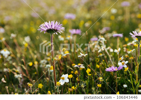 Tatarian Aster flowers blooming in high altitude grassland, China 106843446