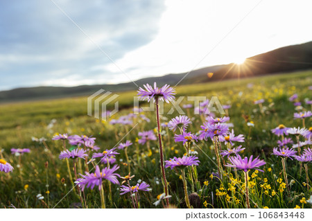 Tatarian Aster flowers blooming in high altitude grassland, China Tatarian Aster flowers blooming in high altitude grassland, China 106843448