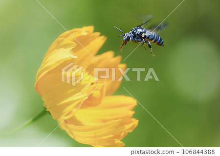 Blue Bee Blue Bee 106844388