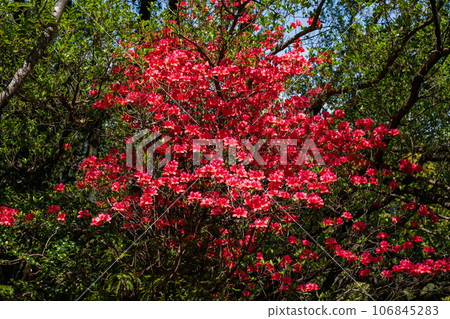 日和佐城遺址的紅山杜鵑花（德島縣南町） 106845283