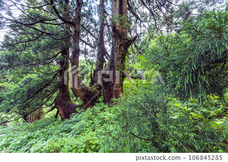 [Niigata Prefecture, Sado, Shitennosugi] Osado Ishina natural cedar with a unique appearance that withstands the wind and snow of the Sea of Japan June 106845285