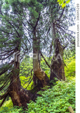 [Niigata Prefecture, Sado, Shitennosugi] Osado Ishina natural cedar with a unique appearance that withstands the wind and snow of the Sea of Japan June 106845289
