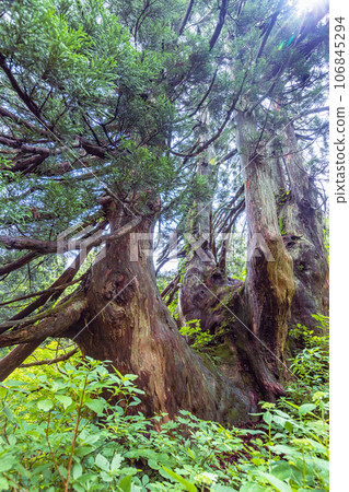 [Niigata Prefecture, Sado, Shitennosugi] Osado Ishina natural cedar with a unique appearance that withstands the wind and snow of the Sea of Japan June 106845294