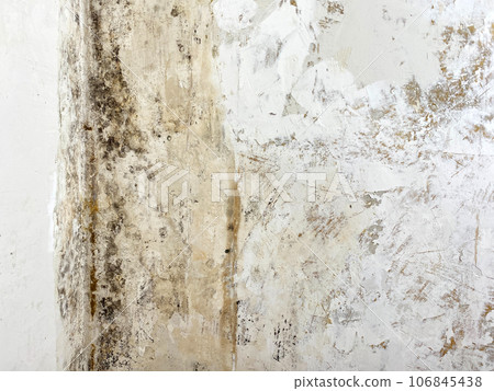 Black mold wall microbe allergen indoor danger. Biology bacteria damage death disease infection hazard allergy spot virus humidity pathogen 106845438