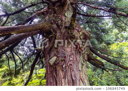[Niigata Prefecture/Sado/Daikoku Cedar] Osado Ishina Natural Cedar with a unique appearance that can withstand the wind and snow of the Sea of Japan June 106845749