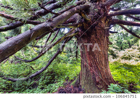 [Niigata Prefecture/Sado/Daikoku Cedar] Osado Ishina Natural Cedar with a unique appearance that can withstand the wind and snow of the Sea of Japan June 106845751