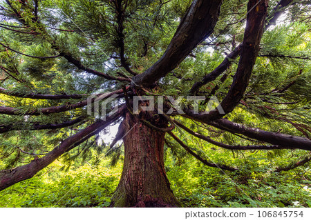 [Niigata Prefecture/Sado/Daikoku Cedar] Osado Ishina Natural Cedar with a unique appearance that can withstand the wind and snow of the Sea of Japan June 106845754
