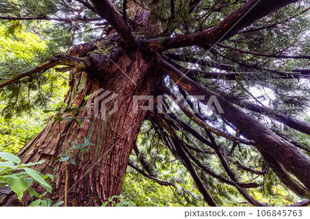 [Niigata Prefecture/Sado/Daikoku Cedar] Osado Ishina Natural Cedar with a unique appearance that can withstand the wind and snow of the Sea of Japan June 106845763