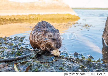 Wild animal Muskrat, Ondatra zibethicuseats, eats on the river bank Wild animal Muskrat, Ondatra zibethicuseats, eats on the river bank 106845914