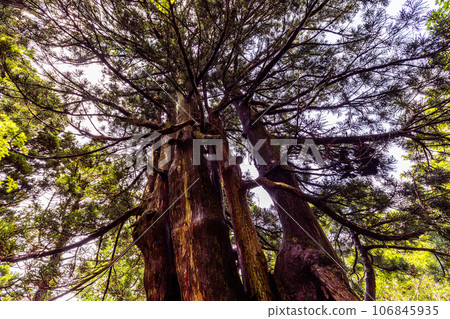 [Niigata Prefecture/Sado/Family Cedar] Osado Ishina Natural Cedar with a unique appearance that withstands the wind and snow of the Sea of Japan June 106845935