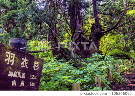 [Niigata Prefecture/Sado/Hagoromo Cedar] Osado Ishina Natural Cedar with a unique appearance that withstands the wind and snow of the Sea of Japan June 106846093