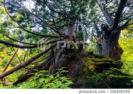 [Niigata Prefecture/Sado/Hagoromo Cedar] Osado Ishina Natural Cedar with a unique appearance that withstands the wind and snow of the Sea of Japan June 106846099