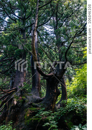 [Niigata Prefecture/Sado/Hagoromo Cedar] Osado Ishina Natural Cedar with a unique appearance that withstands the wind and snow of the Sea of Japan June 106846108