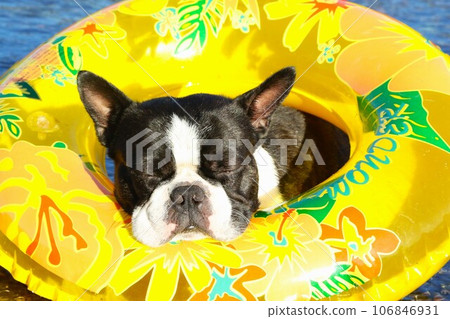 Boston Terrier taking a nap comfortably in a floating ring ♡ Mighty Boston Terrier taking a nap comfortably in a floating ring ♡ Mighty 106846931