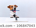Jack russell terrier dog with tie on white background. Copy space 106847043