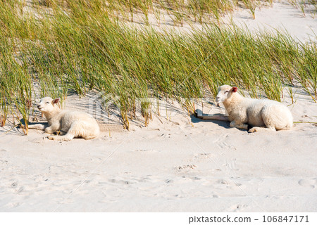 Lambs on the beach, sitting on the sand, on Sylt Island, Germany Lambs on the beach, sitting on the sand, on Sylt Island, Germany 106847171