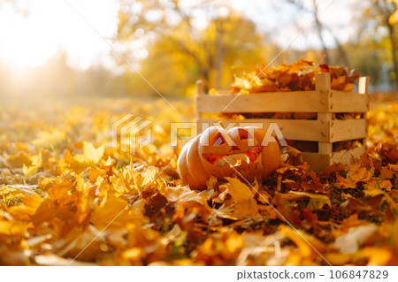 Halloween pumpkin on the autumn park. Holidays, decoration concept. 106847829