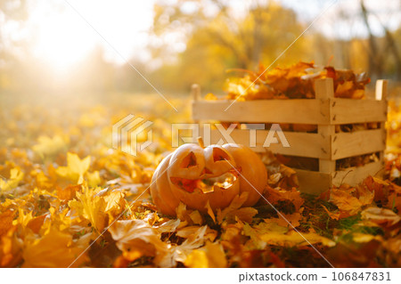 Halloween pumpkin on the autumn park. Holidays, decoration concept. 106847831
