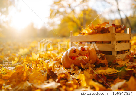 Halloween pumpkin on the autumn park. Holidays, decoration concept. Halloween pumpkin on the autumn park. Holidays, decoration concept. 106847834