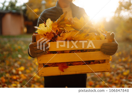 Male hand collects and piles fallen autumn leaves.Volunteering, cleaning, and ecology concept. Male hand collects and piles fallen autumn leaves.Volunteering, cleaning, and ecology concept. 106847848