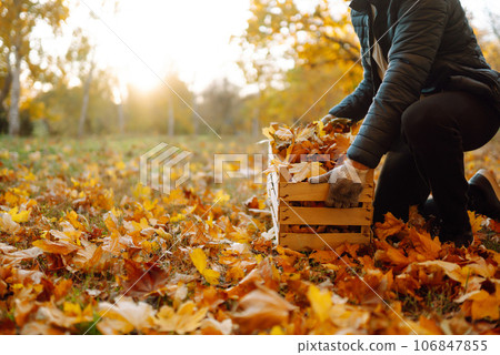 Male hand collects and piles fallen autumn leaves.Volunteering, cleaning, and ecology concept. 106847855