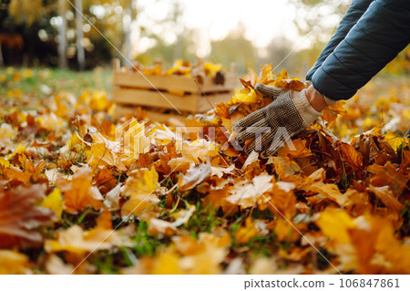 Male hand collects and piles fallen autumn leaves.Volunteering, cleaning, and ecology concept. Male hand collects and piles fallen autumn leaves.Volunteering, cleaning, and ecology concept. 106847861