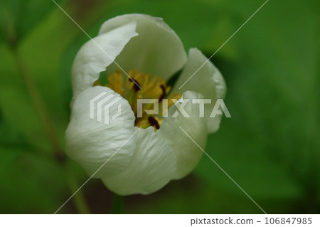 A peony flower with bright yellow stamens peeking out A peony flower with bright yellow stamens peeking out 106847985
