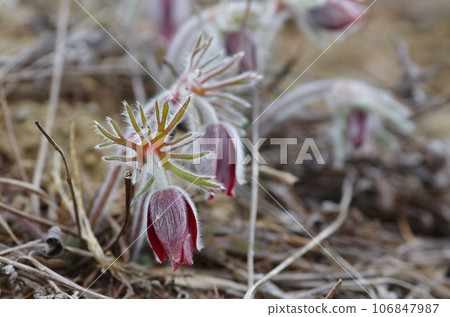 A pasque flower covered in fine hairs blooms from between the gravel 106847987