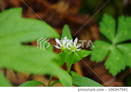 一種在森林草蔭下靜靜綻放的開花植物。 一種在森林草蔭下靜靜綻放的開花植物。 106847991