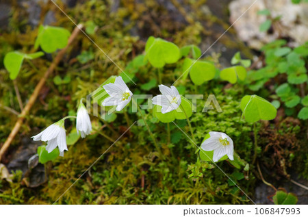 A neat Komiyama Oxalis tree beside the mountain trail A neat Komiyama Oxalis tree beside the mountain trail 106847993