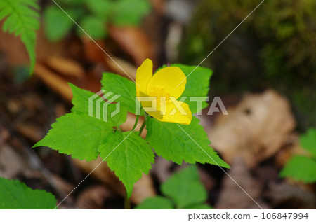 Flowers of Yamabukisou decorate the forest floor in early summer Flowers of Yamabukisou decorate the forest floor in early summer 106847994